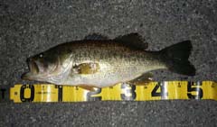 ブラックバス釣り琵琶湖釣果情報