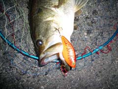 ブラックバス釣り琵琶湖釣果情報