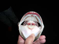 ブラックバス釣り琵琶湖釣果情報