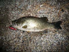 琵琶湖_ブラックバス