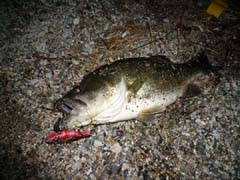 琵琶湖_ブラックバス