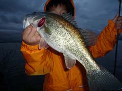 ブラックバス釣り