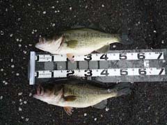 ブラックバス釣り