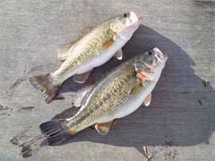 ブラックバス釣り