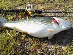 ブラックバス釣り