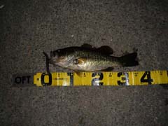 琵琶湖_ロクマル