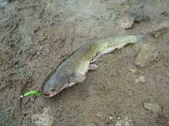 ブラックバス釣り