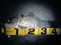 ブラックバス青野ダム