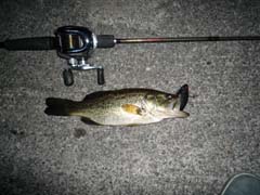 ブラックバス釣り琵琶湖釣果情報