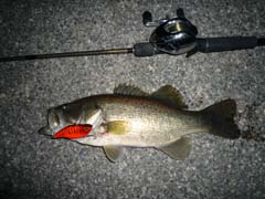 ブラックバス釣り琵琶湖釣果情報