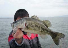 琵琶湖ロクマル