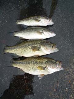 琵琶湖ロクマル