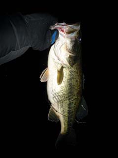 琵琶湖ロクマル