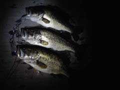 ブラックバス釣り