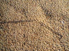 琵琶湖ブラックバス