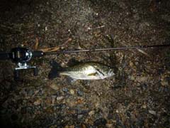 琵琶湖ブラックバス