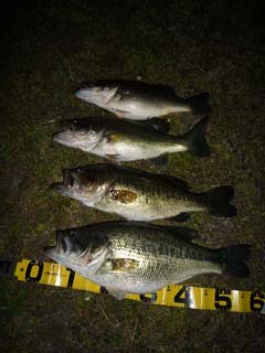 ブラックバス釣り