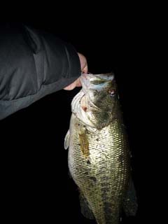 ブラックバス釣り