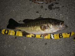 琵琶湖_ロクマル